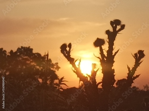 sunset in the desert