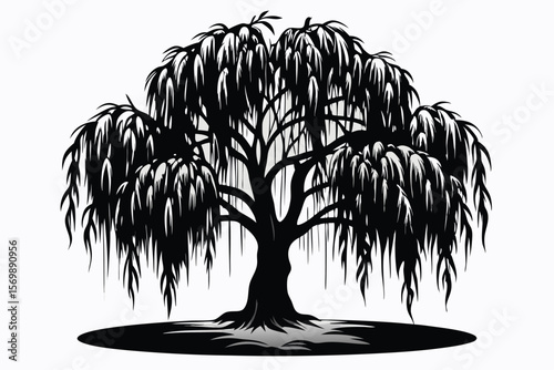 Silhouette of a Weeping Willow Tree with Long, Draping Branches and Shadow