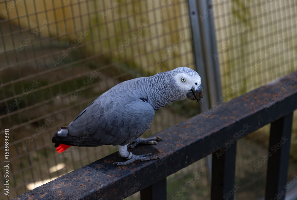 Obraz premium African Grey Parrot