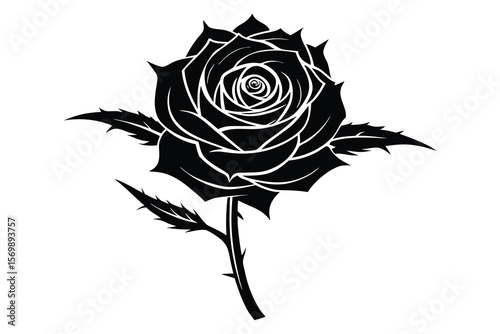 rose vector illustration
