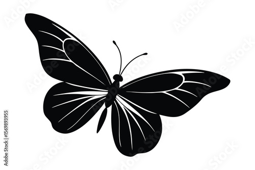 butterfly isolated on white