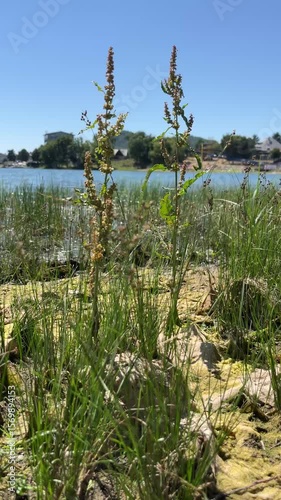 Algae washed up on the shore of the lake after their proliferation