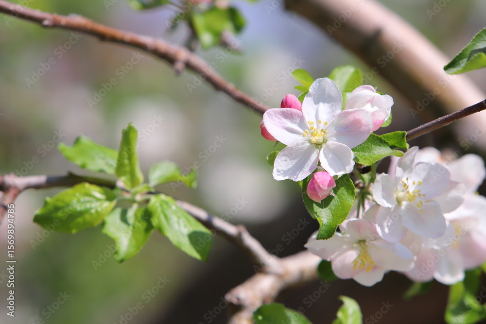 Obraz premium 春の日差しを浴びて咲くりんごの花のクローズアップ