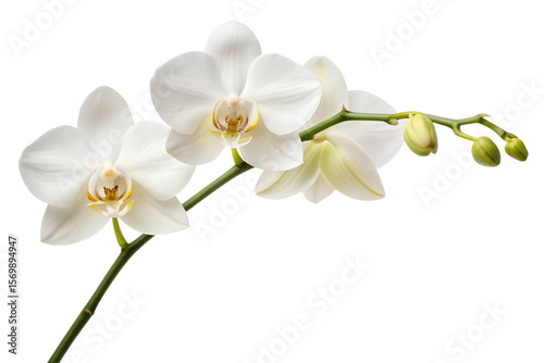Elegant White Phalaenopsis Orchid Branch with Buds