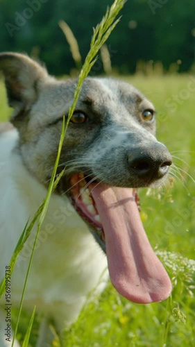 VERTICAL, SLOW MOTION, CLOSE UP, PORTRAIT: Happy dog with its tongue hanging out walks through bright green grass. Lovely mixed breed doggo shows contentment and enjoyment while playing outdoors.