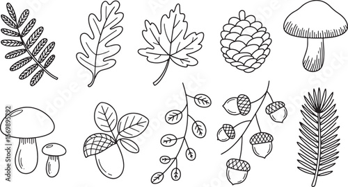 Diverse Autumn Leaves, Pine Cone, and Acorns: Detailed Line Art Botanical Vector Set.

