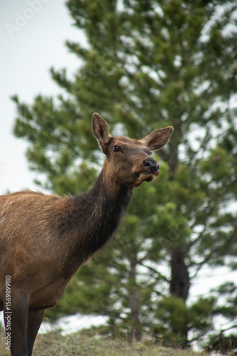 Female elk in a forest