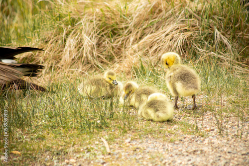 Cute canadian Goslings