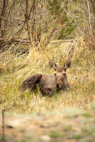 Moose calf looking at camera laying down in meadow