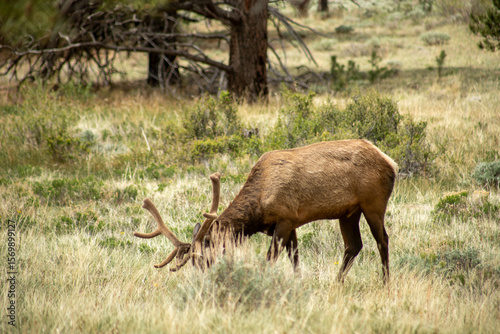 Elk feeding in a meadow