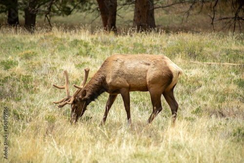 Elk eating grass in a meadow