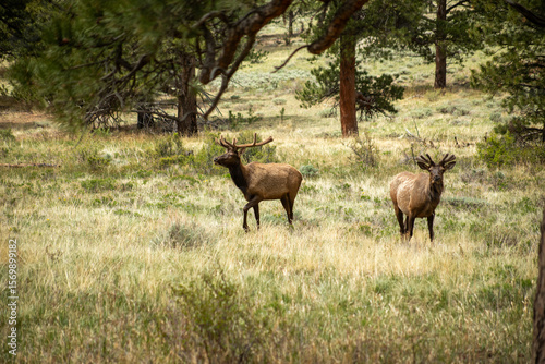 Elk in a meadow