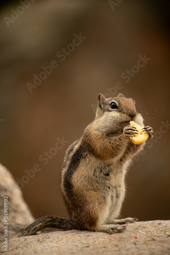 Chipmunk eating a snack sitting on a rock