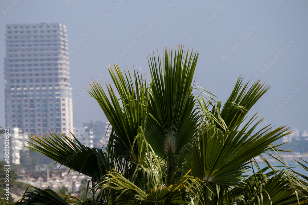Fototapeta premium close-up of lush green palm fronds with a modern high-rise building and a city skyline faintly visible in the background under a soft blue sky