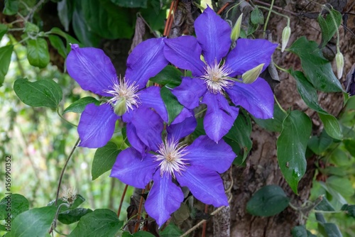 close up of pretty purple clematis flowers