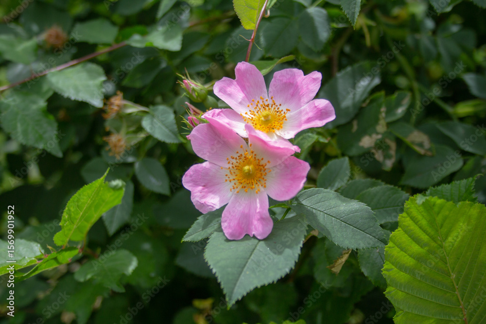 pink rose bush blossom