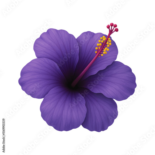 Purple Hibiscus Flower Isolated on White Background