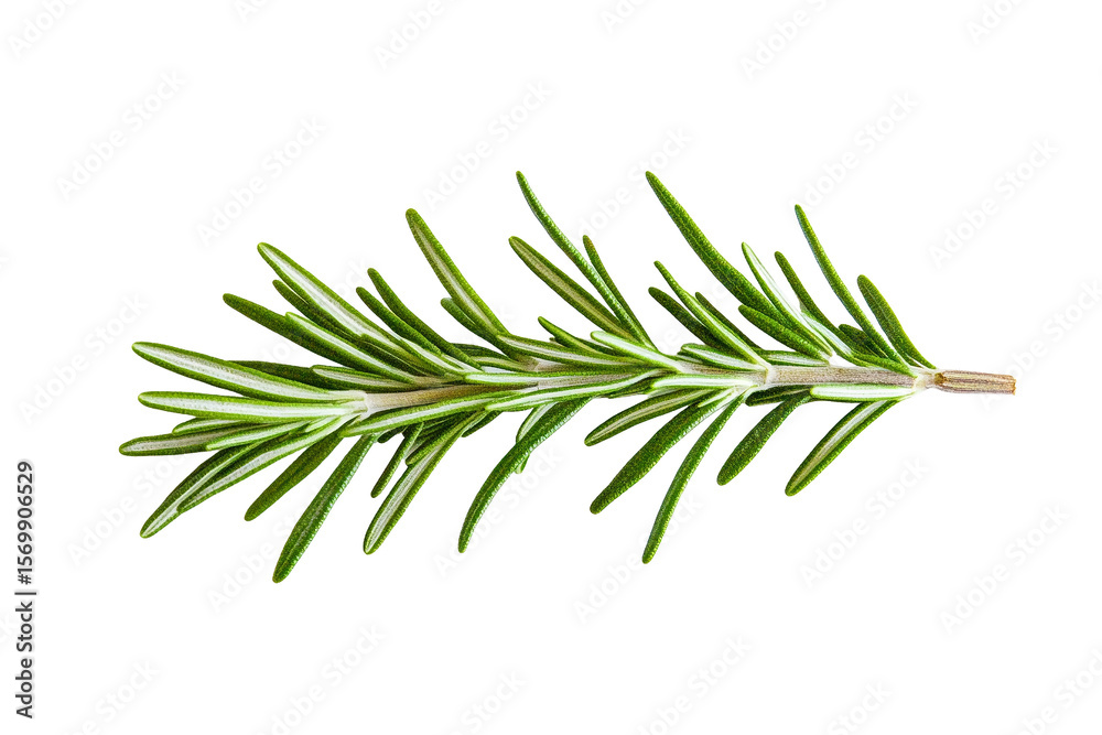 Fototapeta premium Fresh Rosemary Sprig, Isolated on Transparent PNG, Culinary Herb