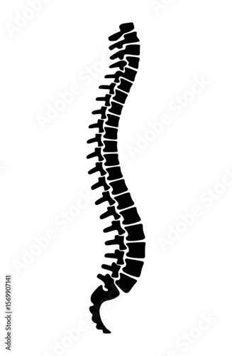 Black human spine silhouette with detailed vertebrae and curves anatomy skeleton