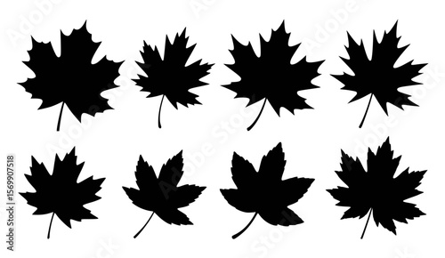 Black maple leaf silhouettes collection for autumn design fall season