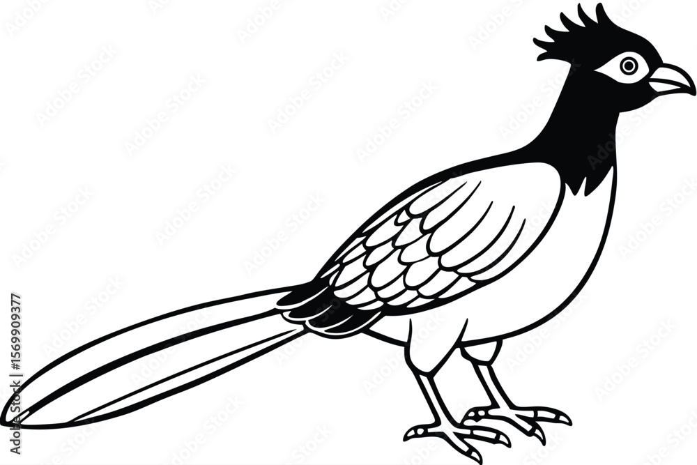 Fototapeta premium Black and White Illustration of a Roadrunner with Crest, Tail, and Detailed Feathers