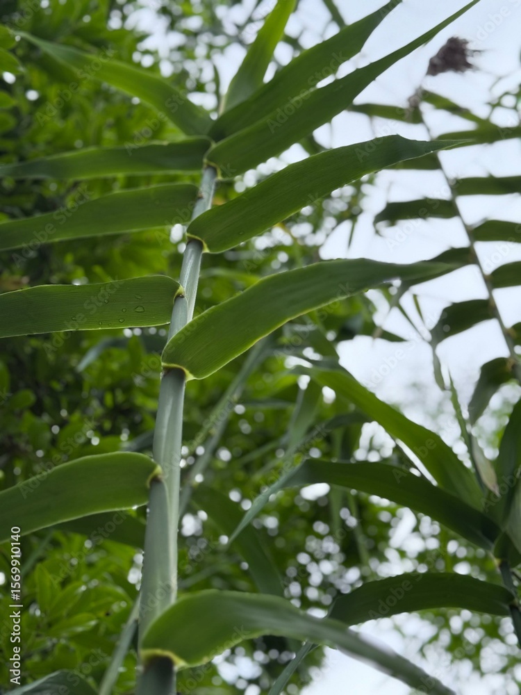Fototapeta premium Close-up view of vibrant green ginger plant leaves and stem, captured from a low angle with soft natural light and dew drops, set against a blurred background of lush tropical foliage. 