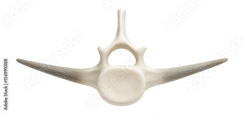 Fotografija Vertebra from a snake with elongated centrum and lateral processes