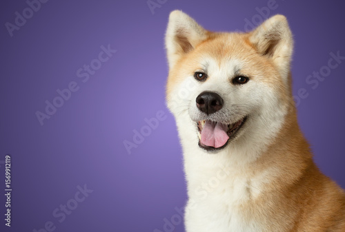 Happy Akita inu dog smiling isolated on purple background
