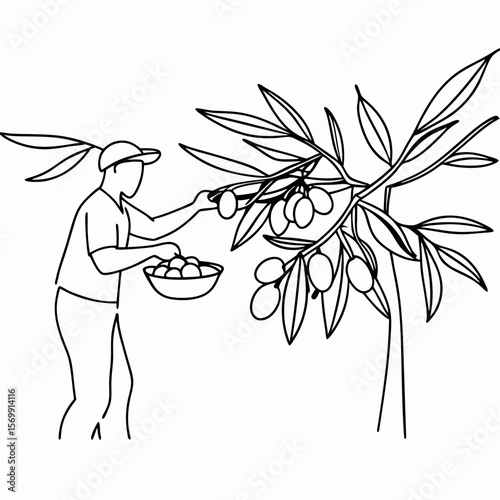 Farmer picking olives from tree with bowl for harvest, representing agricultural labor. Farmer picking olives is depicted harvesting ripe fruit with traditional methods and tools.