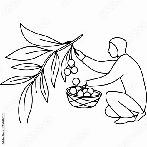 Farmer picking olives with basket and olive tree branch. Farmer picking olives in orchard, harvesting ripe fruit for oil production.