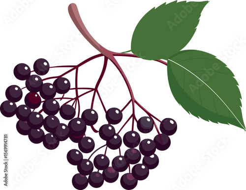 Elderberry Vector Illustration for Natural Remedy Packaging