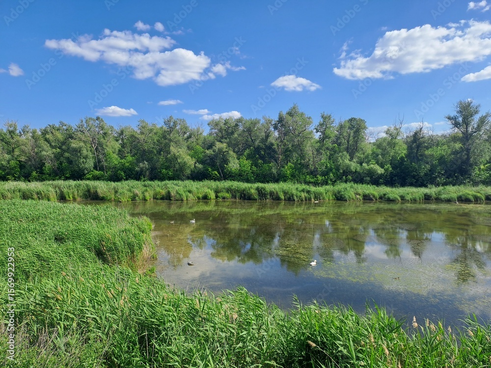 Fototapeta premium summer landscape with lake
