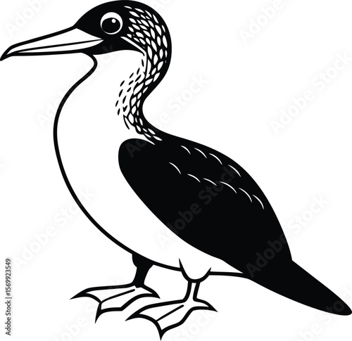 blue footed booby on white background.eps
