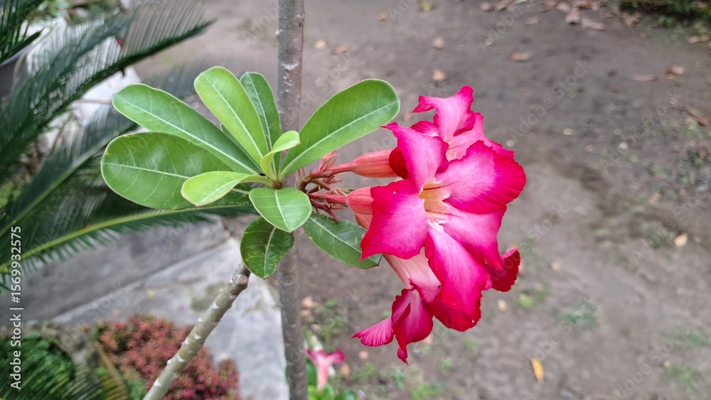 Fototapeten Azalee Azalee - Beautiful Pink Desert Rose (Adenium Obesum) Flower with Unique Caudex – Decorative Succulent for Indoor and Outdoor Use #1569932575