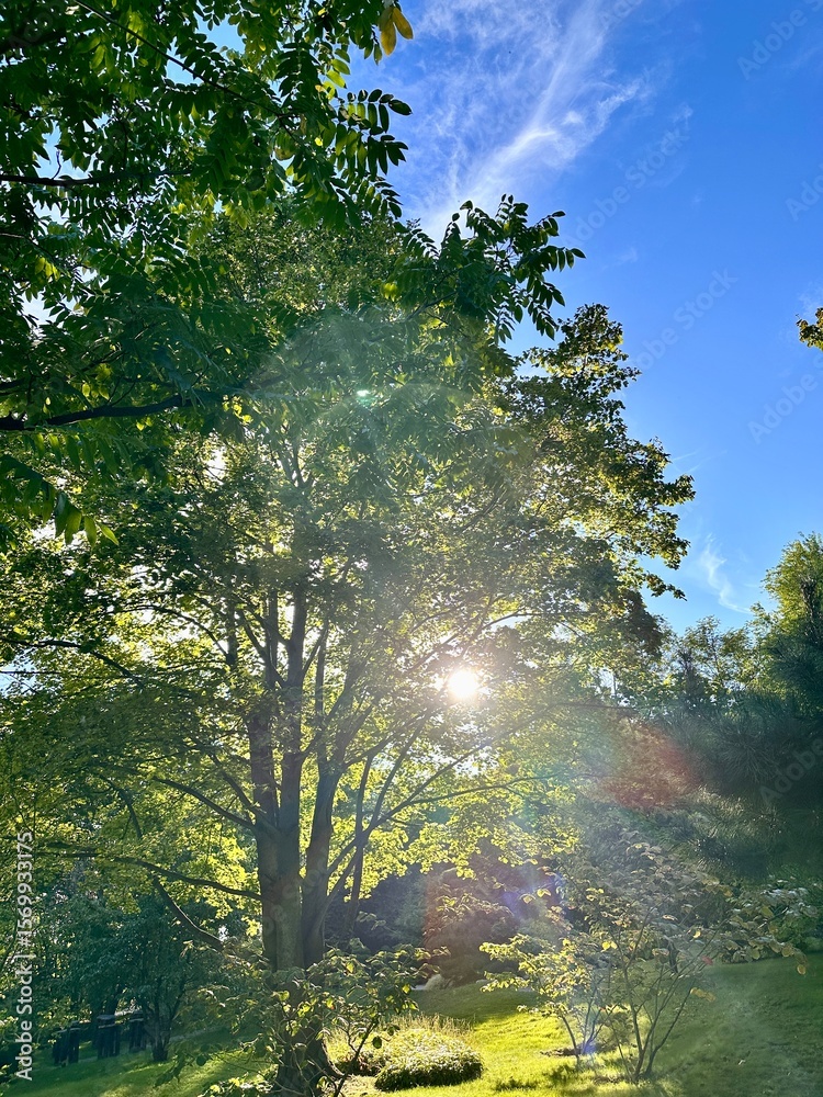 Fototapeta premium Scenic view of lush green trees in a quiet park with sunlight filtering through the branches. The blue sky with light clouds and sun flare adds a calm and natural ambiance. Ideal for themes of relaxat