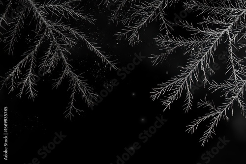Wallpaper Mural Christmas tree branches dark, Close-up of dark Christmas tree branches Torontodigital.ca