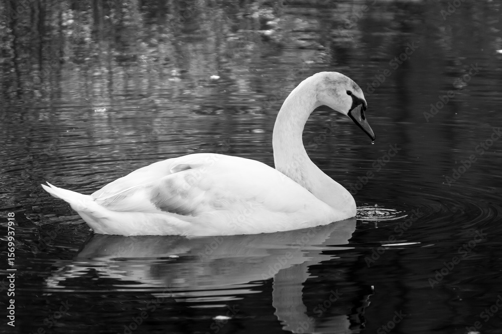 Fototapeta premium White swan
