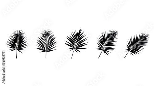 Arrangement of five black palm leaves with intricate details, evenly spaced on a plain white background.