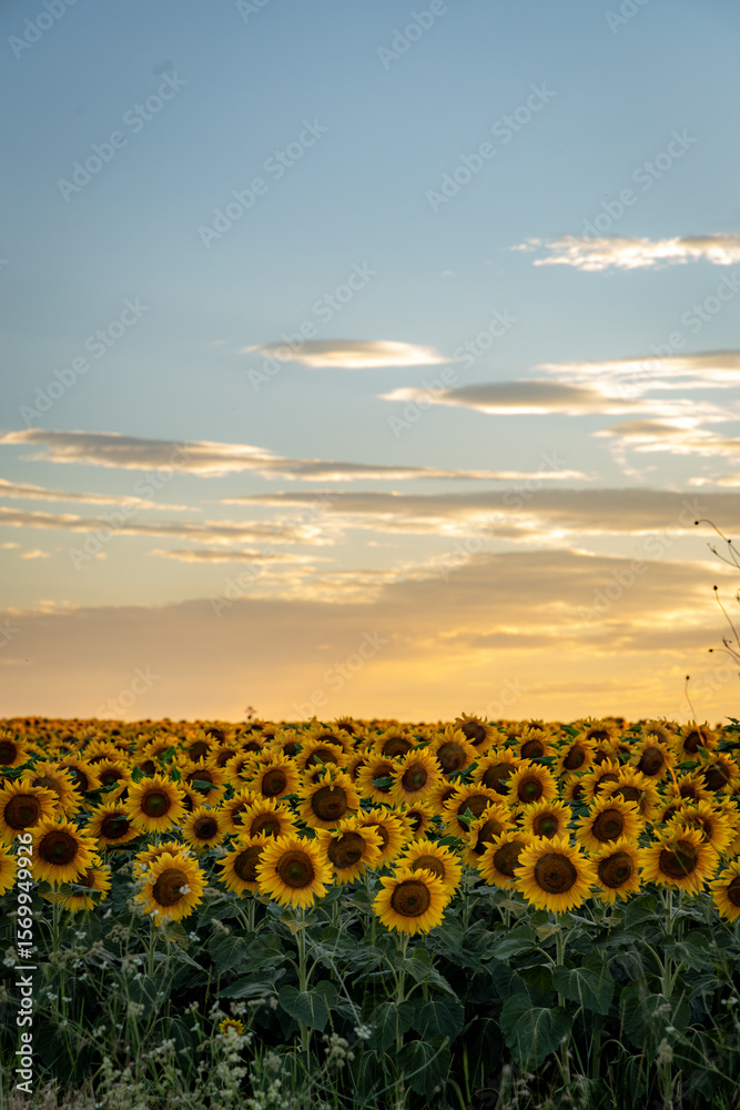 Obraz premium sunset in the field