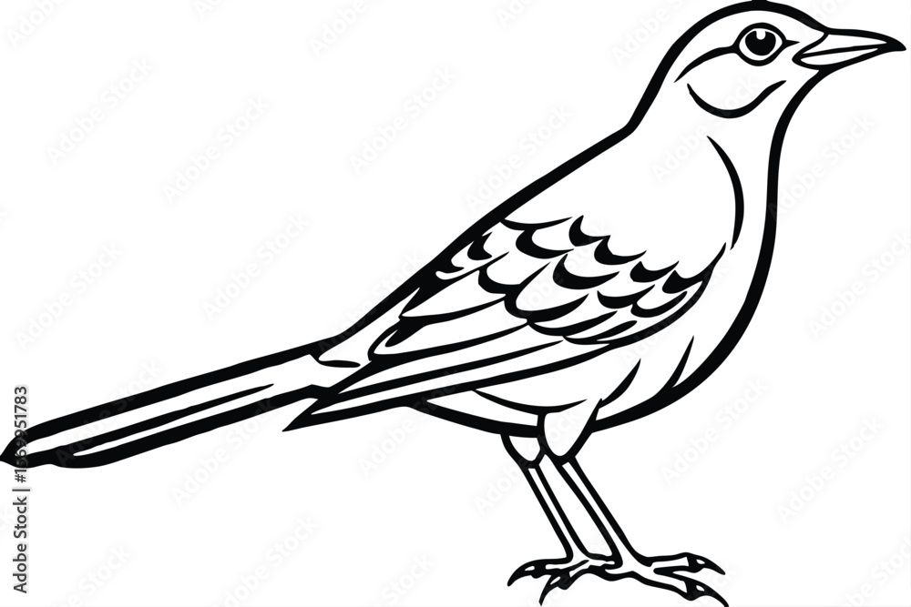 Fototapeta premium Black and White Illustration of a Standing Mockingbird with Detailed Feather Pattern