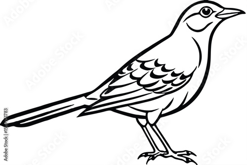 Black and White Illustration of a Standing Mockingbird with Detailed Feather Pattern