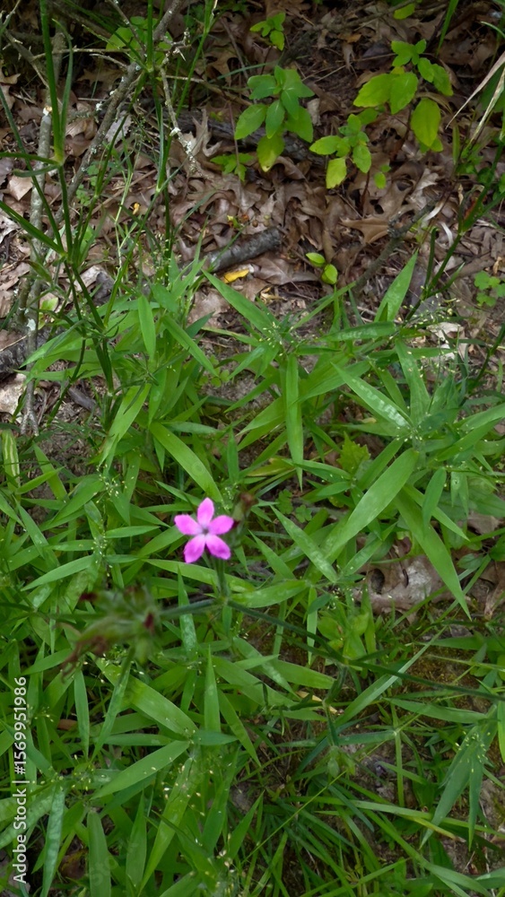 Solitary Pink Wildflower Among Green Grass Solitary Pink Wildflower Among Green Grass
