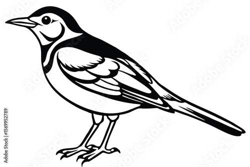 Detailed Black and White Illustration of a Standing Pied Wagtail Bird Profile View