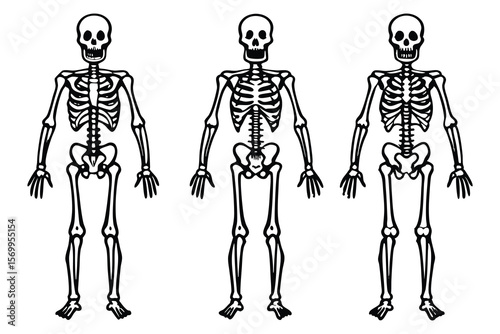 Three human skeleton outlines anatomy bone
