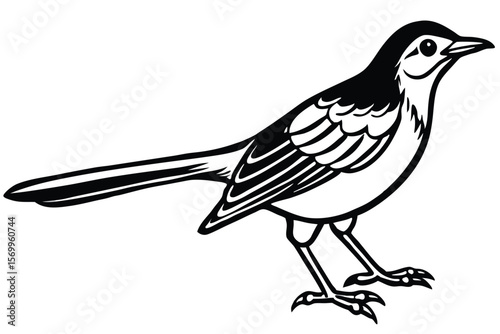 Black and White Pied Wagtail Bird Illustration with Long Tail and Legs Outline