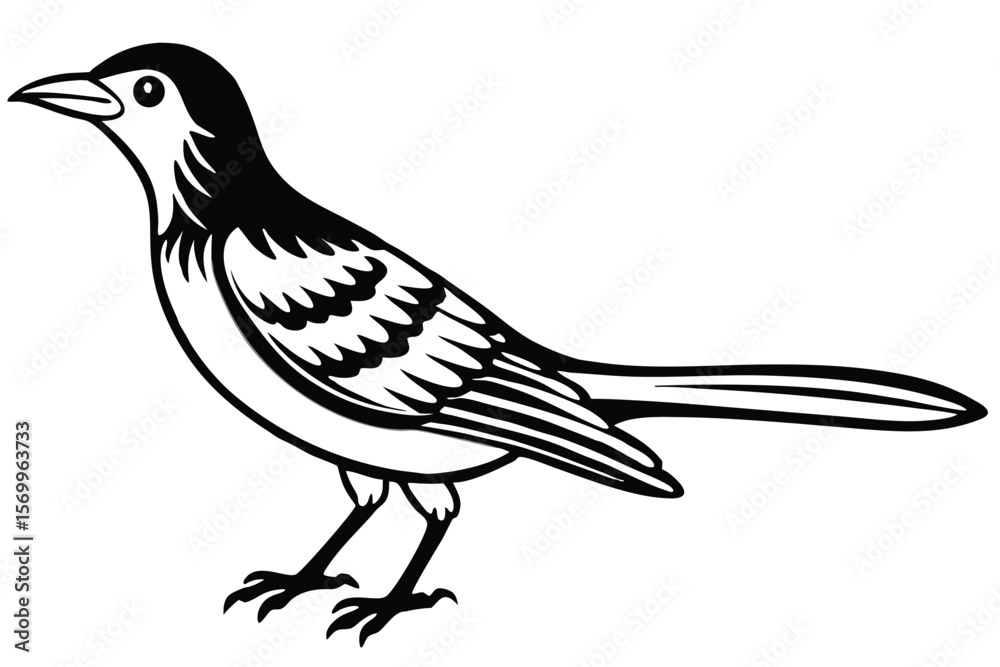 Fototapeta premium Monochrome Illustration of a Standing Oriental MagpieRobin Bird with Detailed Feathering and Outline