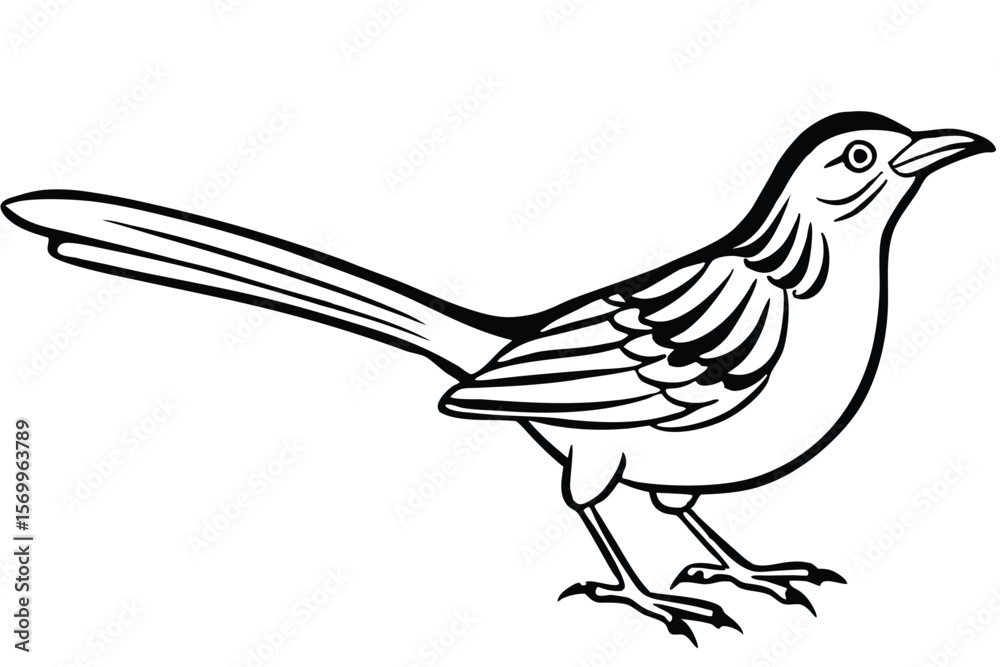 Fototapeta premium Line Art Illustration of a Mockingbird Bird Profile with Long Tail Feathers