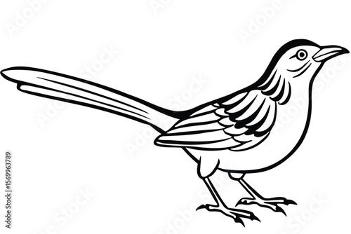 Line Art Illustration of a Mockingbird Bird Profile with Long Tail Feathers