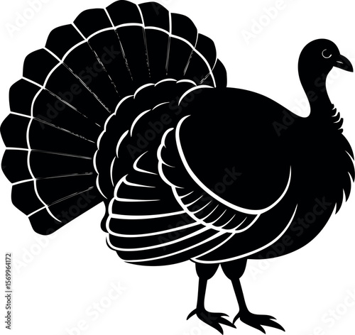 Elegant Silhouette of a Male Turkey Displaying its Fanned Tail Feathers