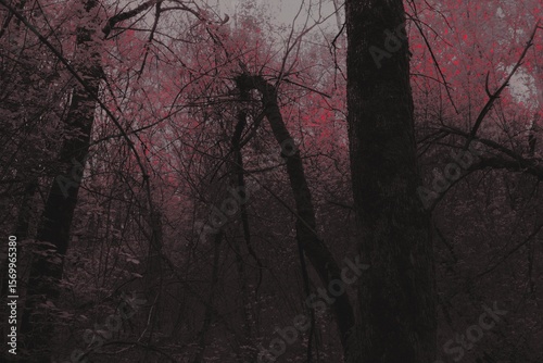 Broken tree in the dark forest, dark art